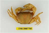 藏品(藍灰澤蟹)的圖片